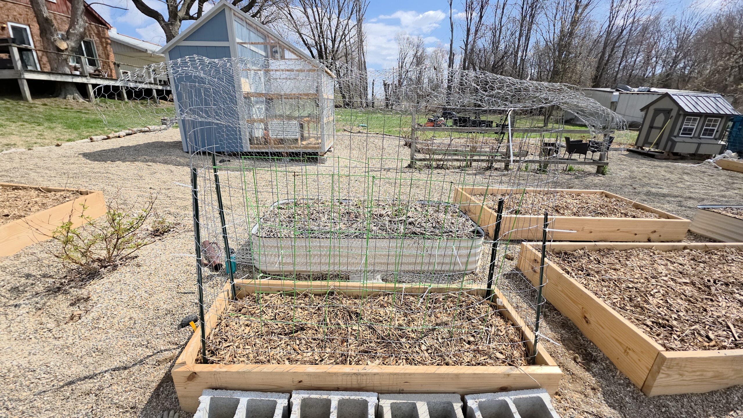 A homemade pea cage built from wire fencing and zip ties stands over a raised garden bed, surrounded by other neatly mulched beds in a backyard garden.